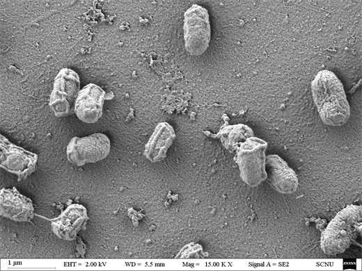 Enterobacter cloacae with capability of degrading benzene series and application of enterobacter cloacae