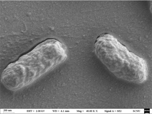 Enterobacter cloacae with capability of degrading benzene series and application of enterobacter cloacae