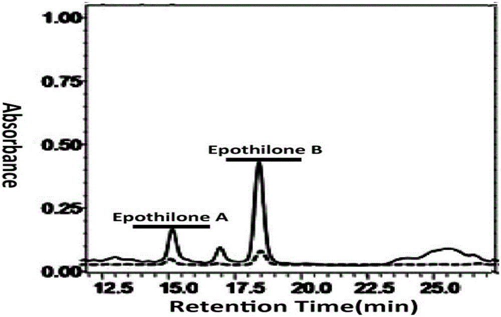 Culture medium for preparing epothilone through fermenting myxococcus Xanthus for heterologously expressing epothilone gene