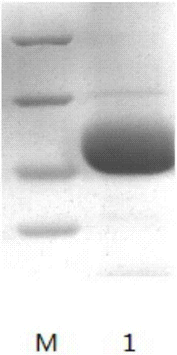 Method for improving antiviral activity of recombinant swine interferon-alpha fusion protein