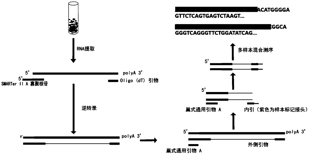 A Method for Simultaneously Detecting TCR Libraries of Multiple Trace Samples