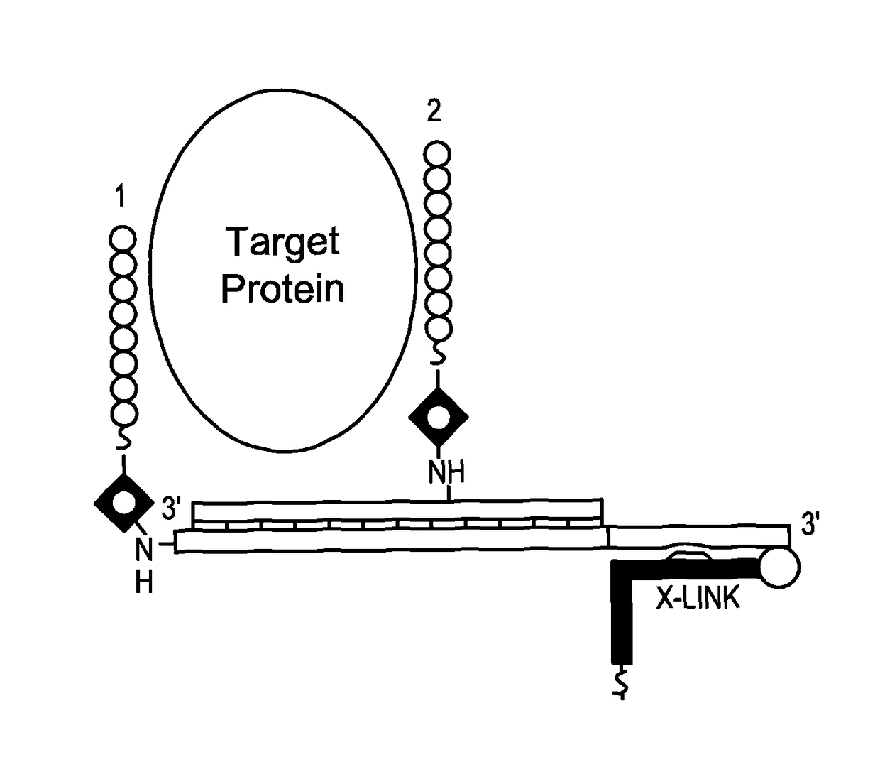 Synthetic antibodies