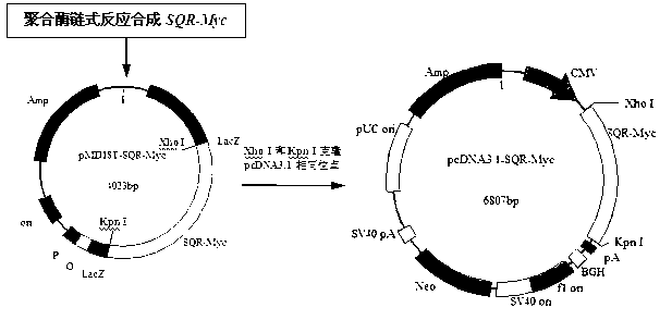 Sulfide quinone oxidoreductase intestinal tract directed expression vector and cell line thereof