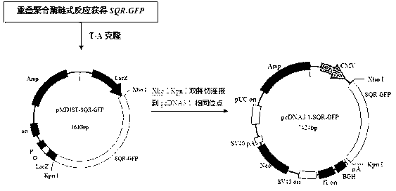 Sulfide quinone oxidoreductase intestinal tract directed expression vector and cell line thereof