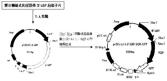 Sulfide quinone oxidoreductase intestinal tract directed expression vector and cell line thereof