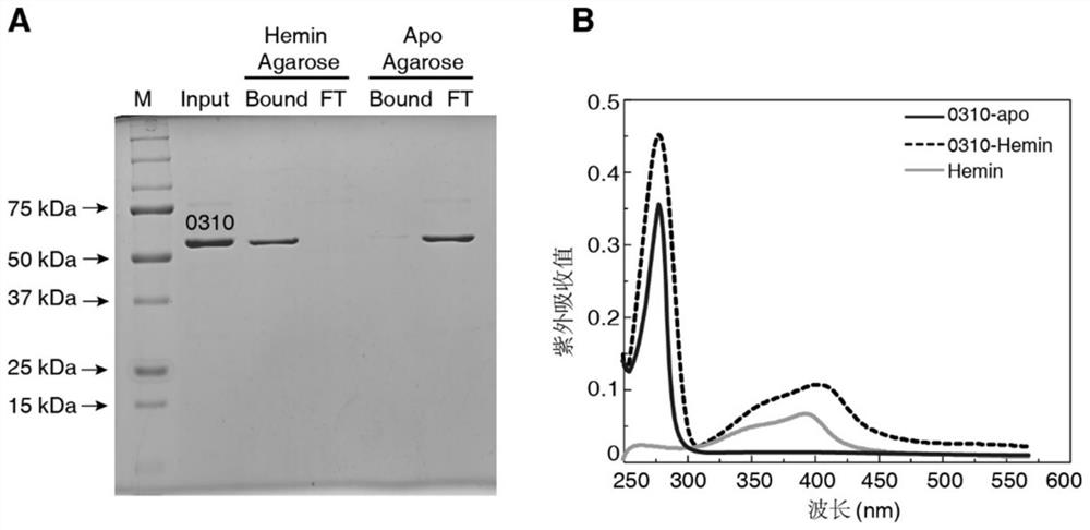 Application of spd_0310 protein as a target in the preparation of drugs for preventing and treating Streptococcus pneumoniae infection