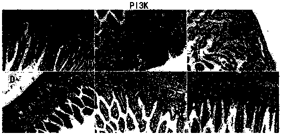 Chinese herbal medicine compound preparation for regulating intestinal tract barrier function and preparation method thereof