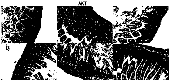 Chinese herbal medicine compound preparation for regulating intestinal tract barrier function and preparation method thereof