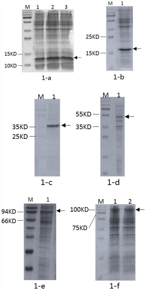 Recombinant humanized collagen and its industrial production method and product application