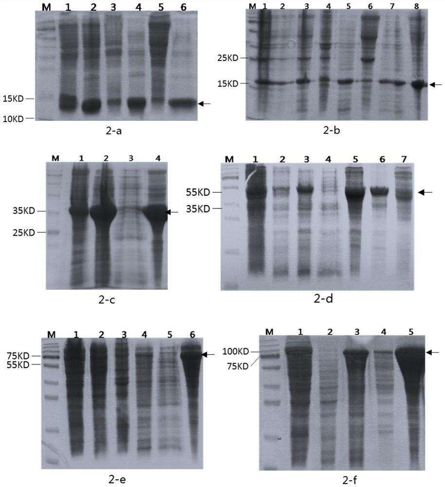 Recombinant humanized collagen and its industrial production method and product application