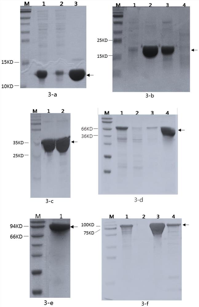 Recombinant humanized collagen and its industrial production method and product application