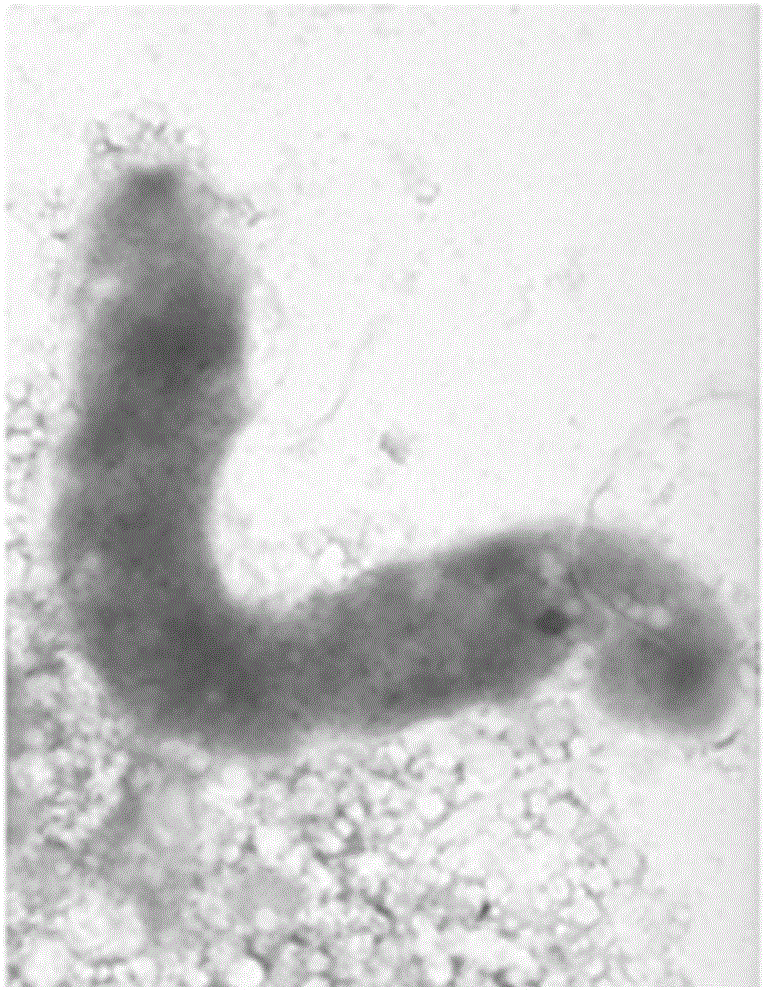 Carbon nanosphere preparation as well as preparation method and anti-helicobacter pylori infection experiment method thereof