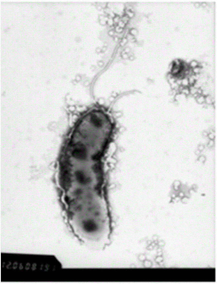 Carbon nanosphere preparation as well as preparation method and anti-helicobacter pylori infection experiment method thereof