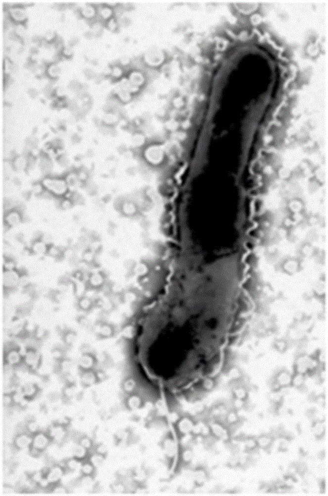 Carbon nanosphere preparation as well as preparation method and anti-helicobacter pylori infection experiment method thereof