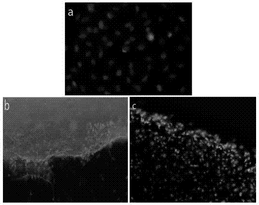 BMP loaded silk fibroin/collagen scaffold material and preparation method thereof