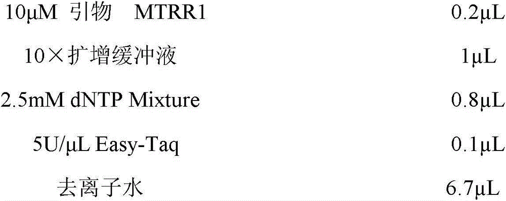 Molecular marking method capable of simultaneously predicting and identifying fineness and crimpness of sheep wool