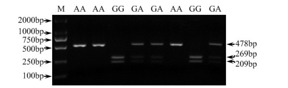 Molecular marking method capable of simultaneously predicting and identifying fineness and crimpness of sheep wool