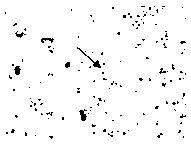 (Classical swine fever virus) CSFV E2 protein ligand epitope peptide and application thereof