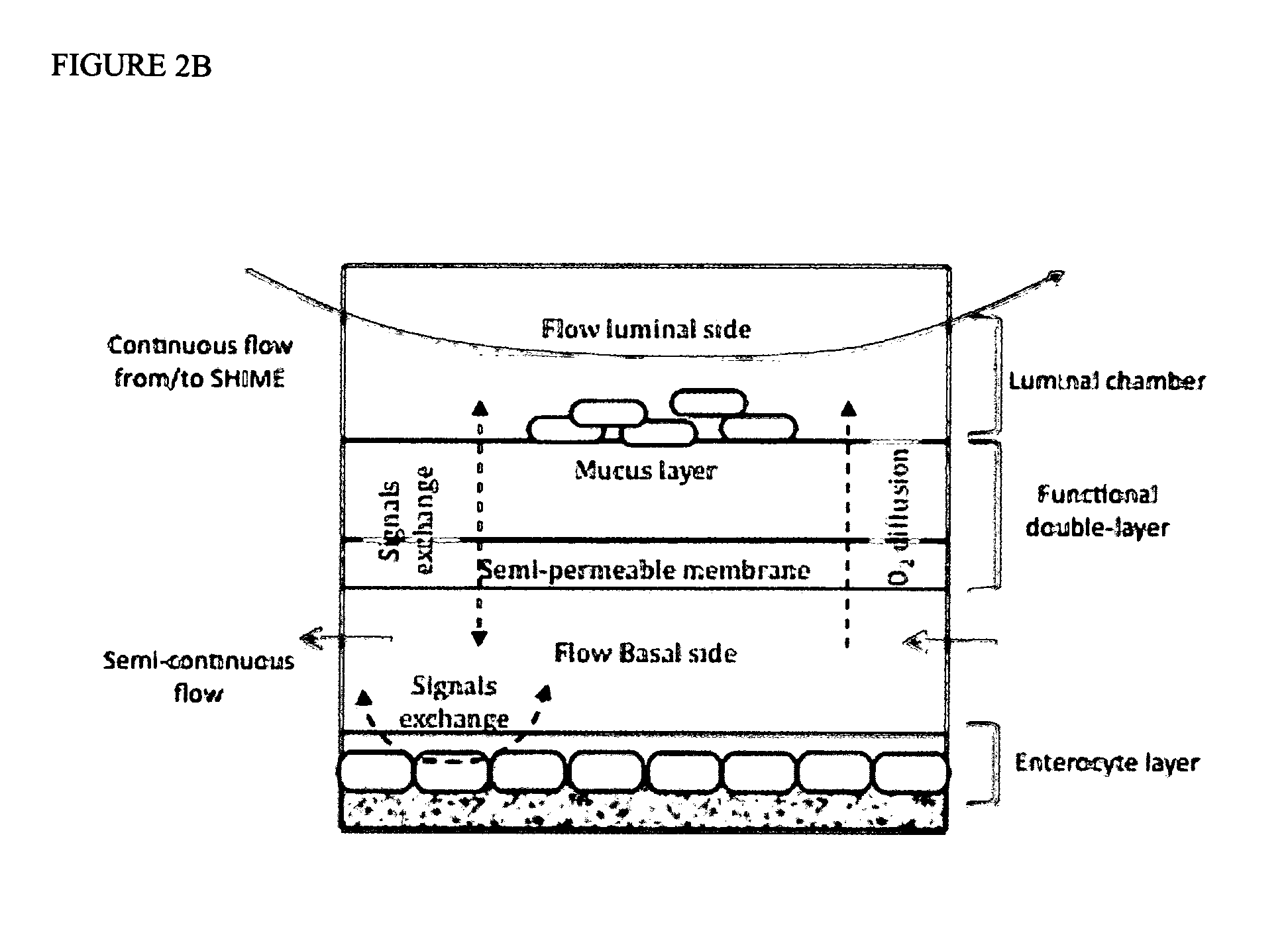 Technology and method to study microbial growth and adhesion to host-related surfaces and the host-microbiota interactions