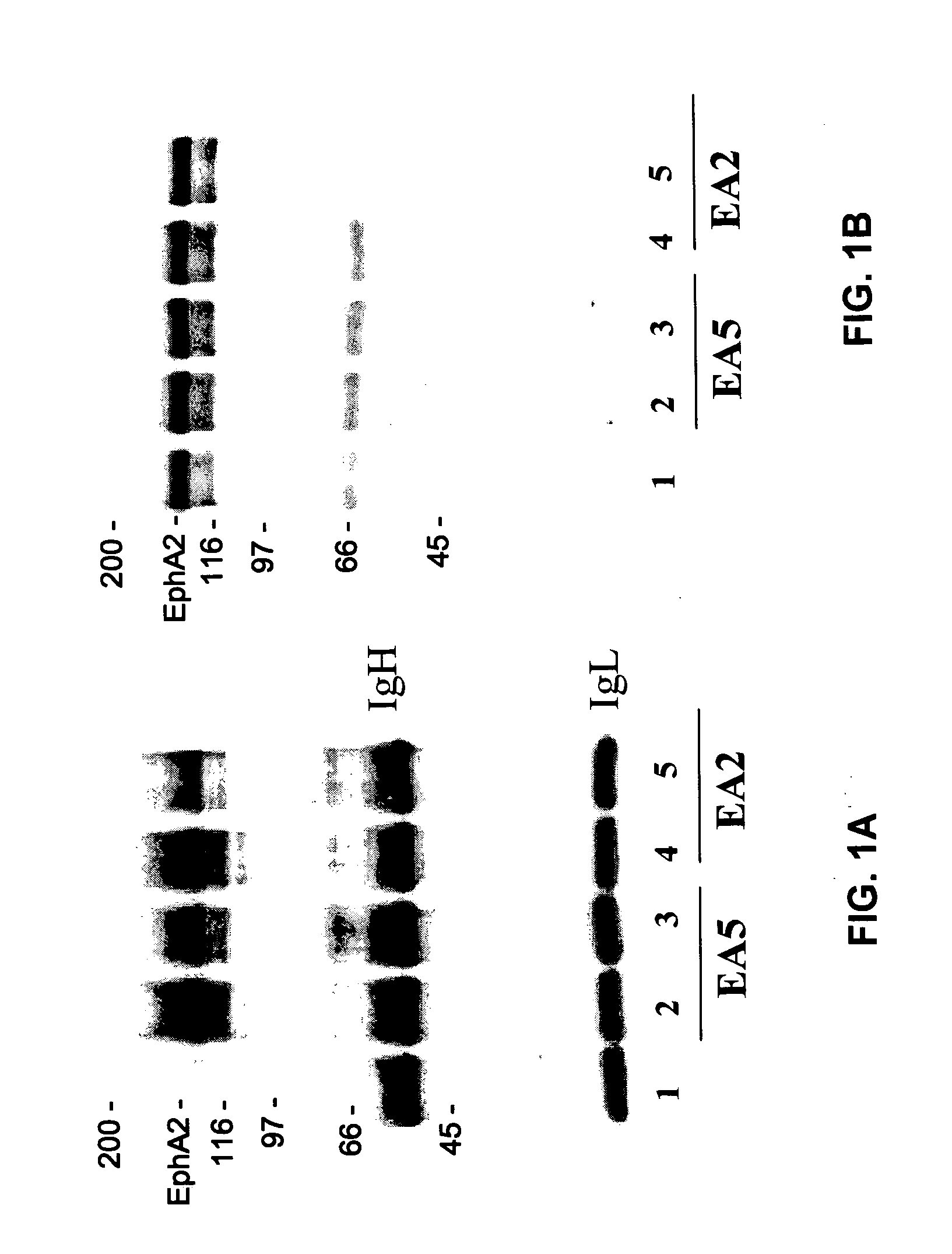 EphA2 agonistic monoclonal antibodies and methods of use thereof