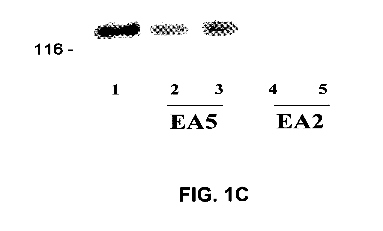 EphA2 agonistic monoclonal antibodies and methods of use thereof