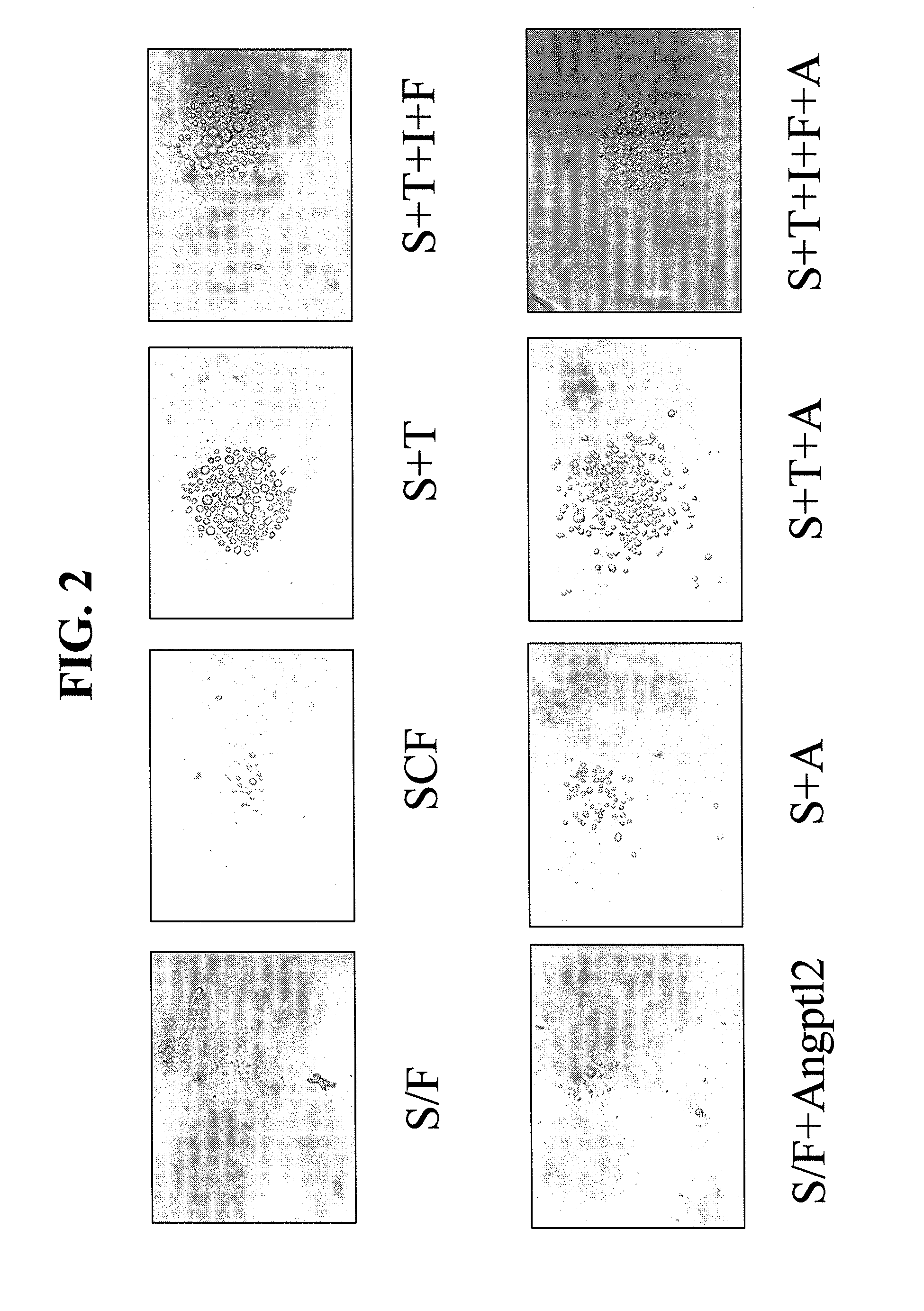 Methods for expansion and analysis of cultured hematopoietic stem cells