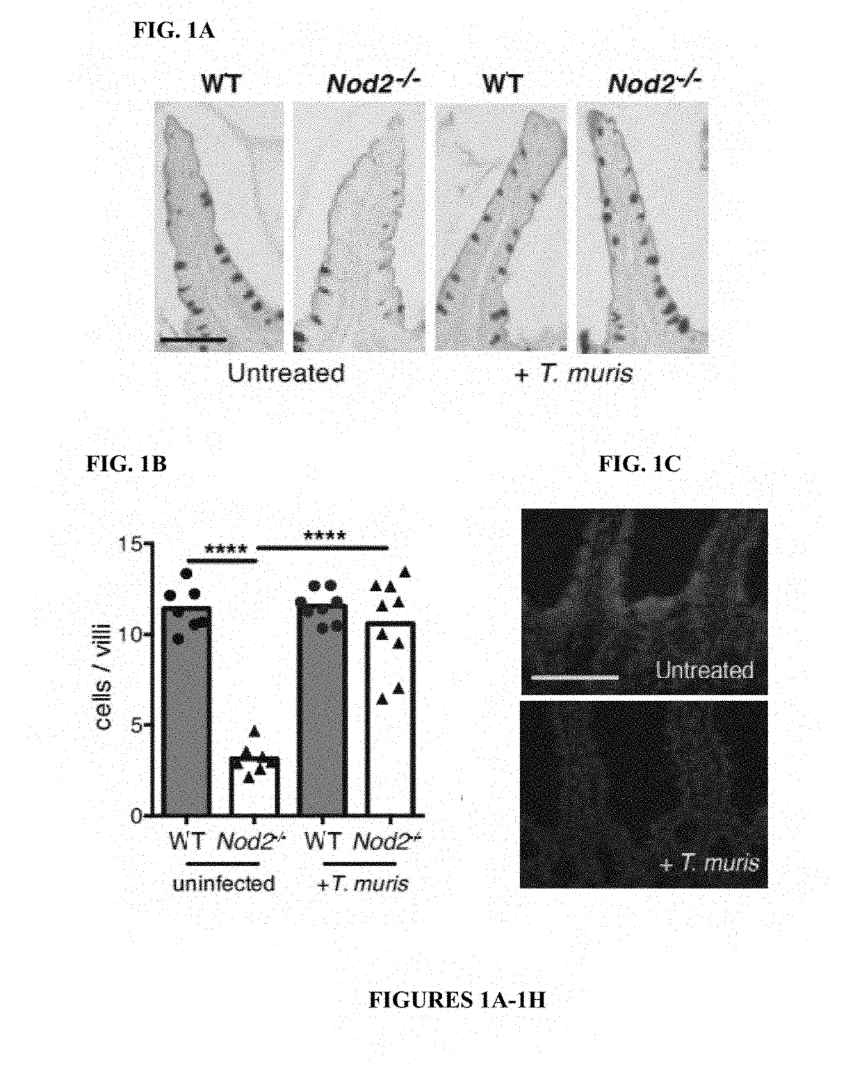 Methods and compositions for treating dysbiosis and gastrointestinal and inflammatory disorders