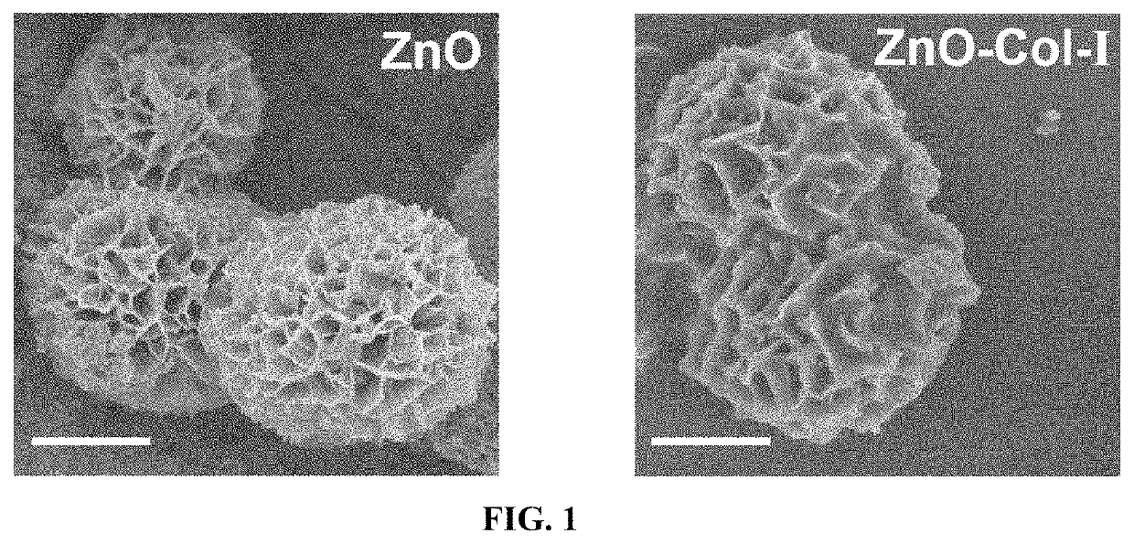 Dual light-responsive zinc oxide and preparation method thereof as well as photosensitive coating with antibacterial/osteogenic properties