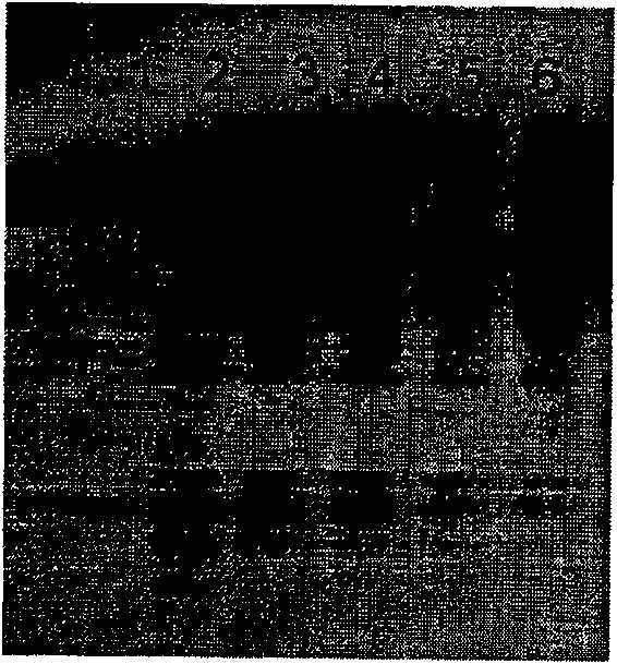 CDNA sequence of coding perinereis albuhitensis grube protease and amino acid sequence thereof