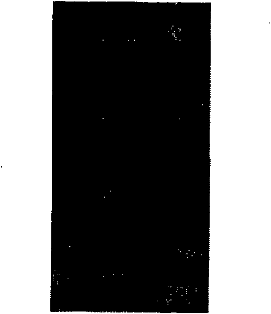 CDNA sequence of coding perinereis albuhitensis grube protease and amino acid sequence thereof