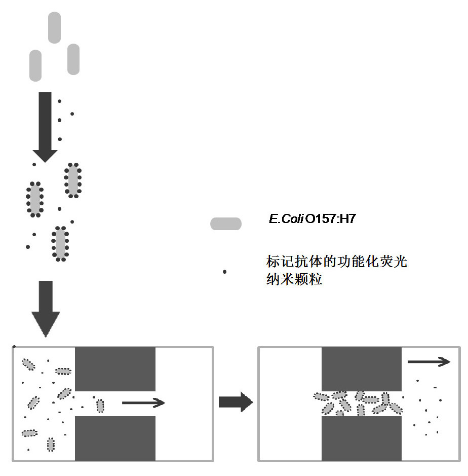 Method for quickly detecting colibacillus and used micro flow control chip as well as preparation technique