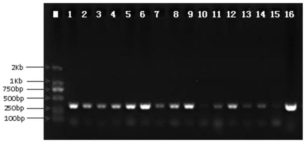 A detection method for the pathogen of sweet potato seed potato compound virus disease (SPVD)