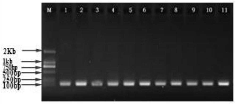 A detection method for the pathogen of sweet potato seed potato compound virus disease (SPVD)