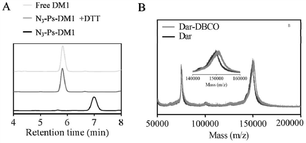 Immune vesicle maytansine conjugate as well as preparation method and application thereof