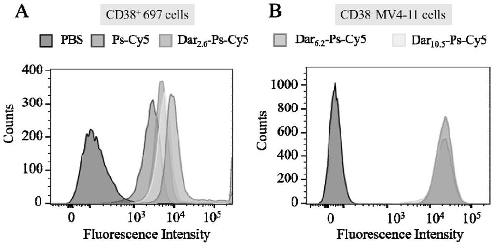 Immune vesicle maytansine conjugate as well as preparation method and application thereof