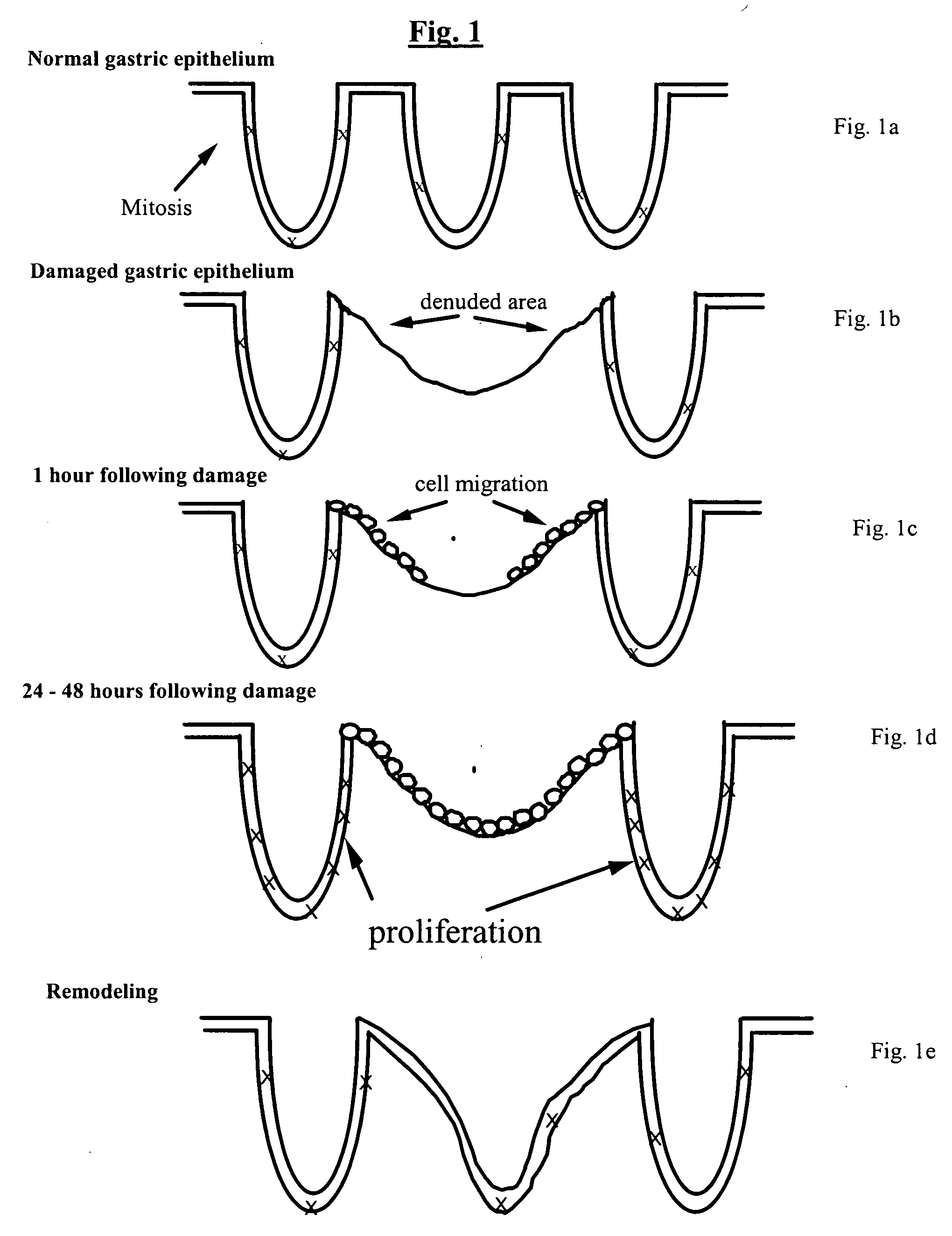 Bioactive agent compositions for repair of cell injuries