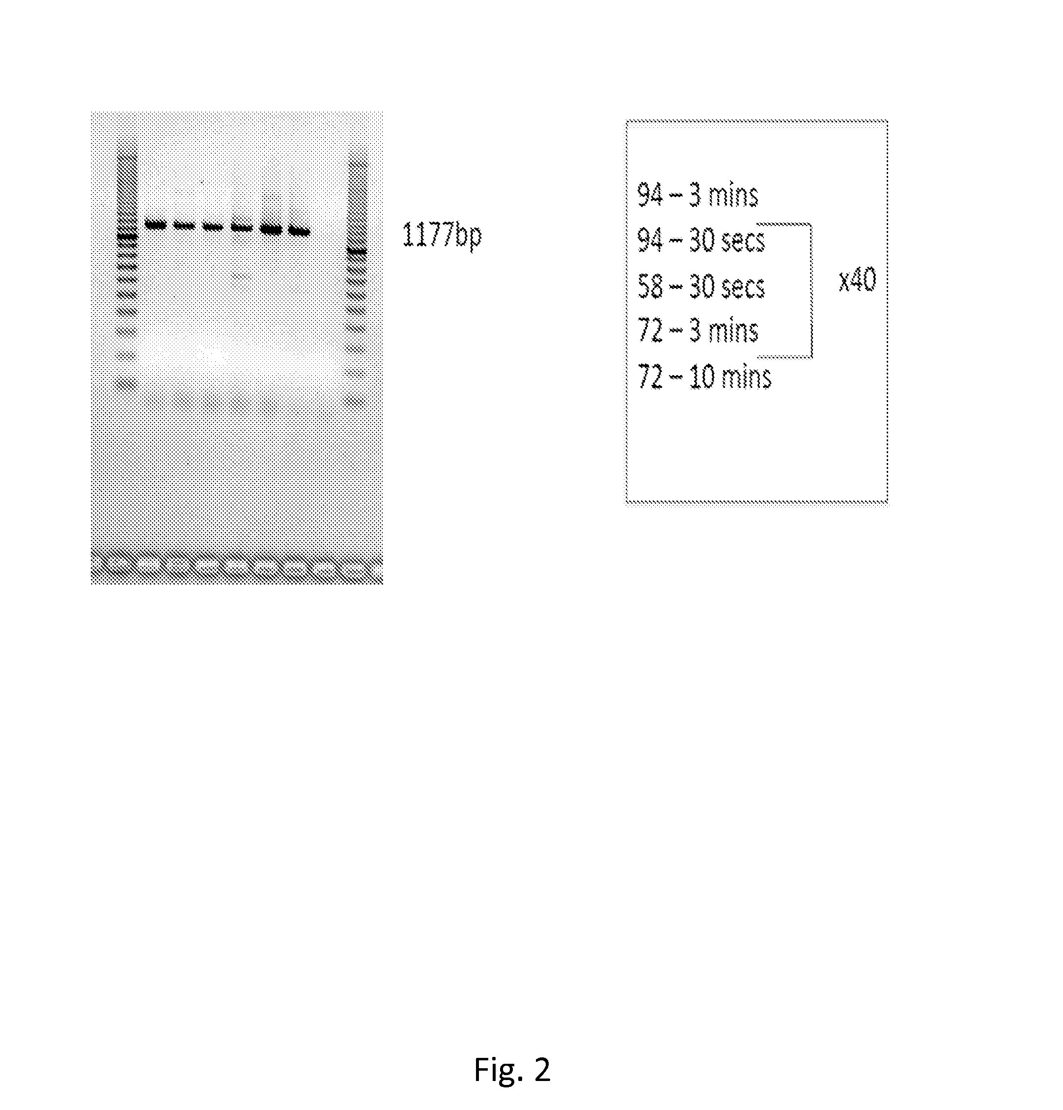 Antisense-induced exon2 inclusion in acid alpha-glucosidase