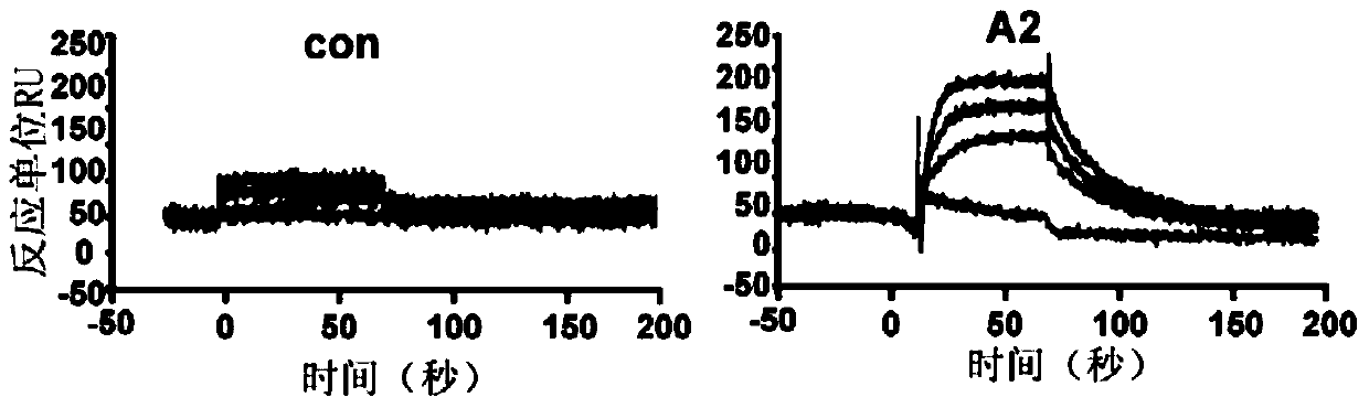 Application of a polypeptide specifically binding to trb3 in the treatment of abdominal aortic aneurysm