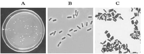 Bacillus velezensis, and micro-ecological preparation and preparation method thereof