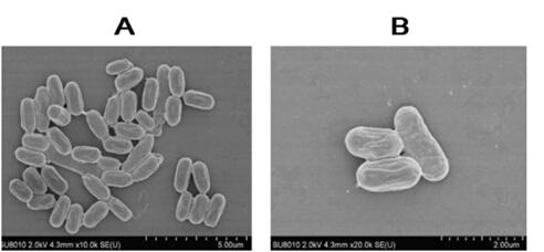 Bacillus velezensis, and micro-ecological preparation and preparation method thereof