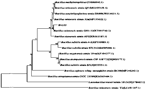 Bacillus velezensis, and micro-ecological preparation and preparation method thereof