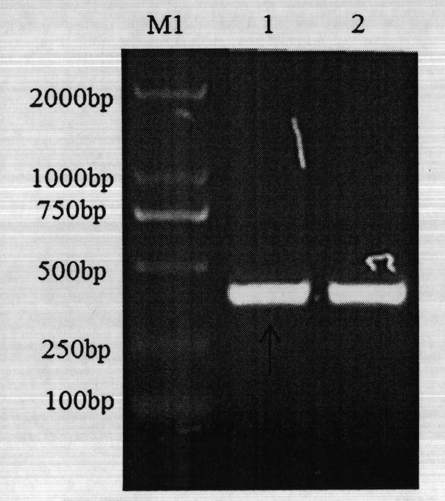 Anti-influenza A virus and novel universal epitope vaccine and preparing method thereof