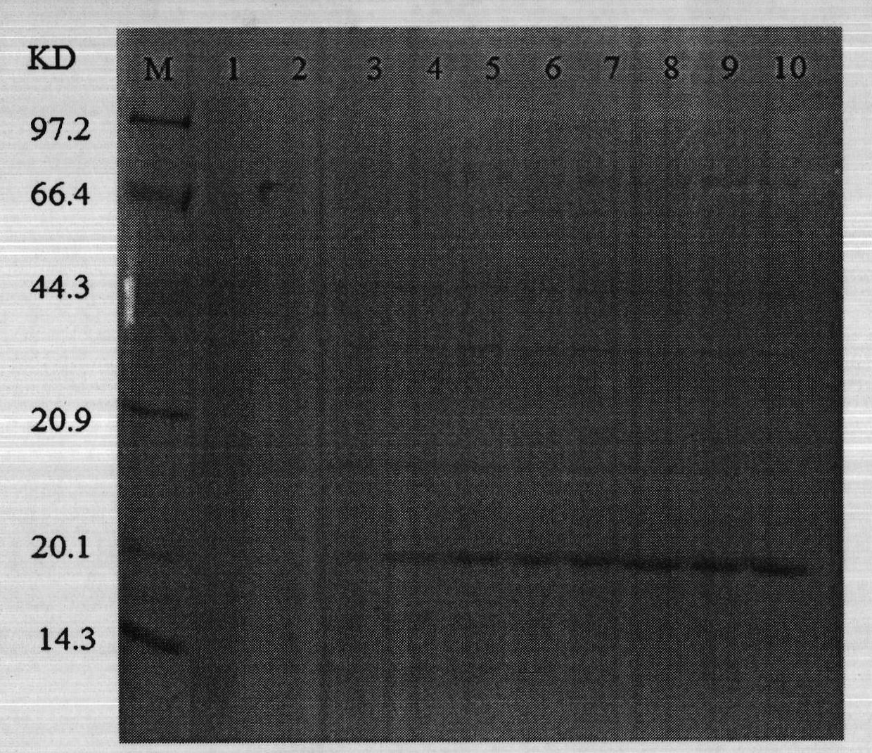 Anti-influenza A virus and novel universal epitope vaccine and preparing method thereof