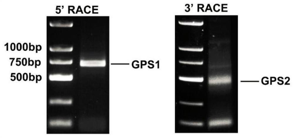 A method for improving pig muscle mass