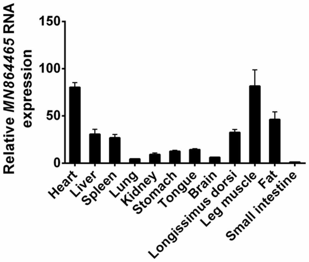 A method for improving pig muscle mass