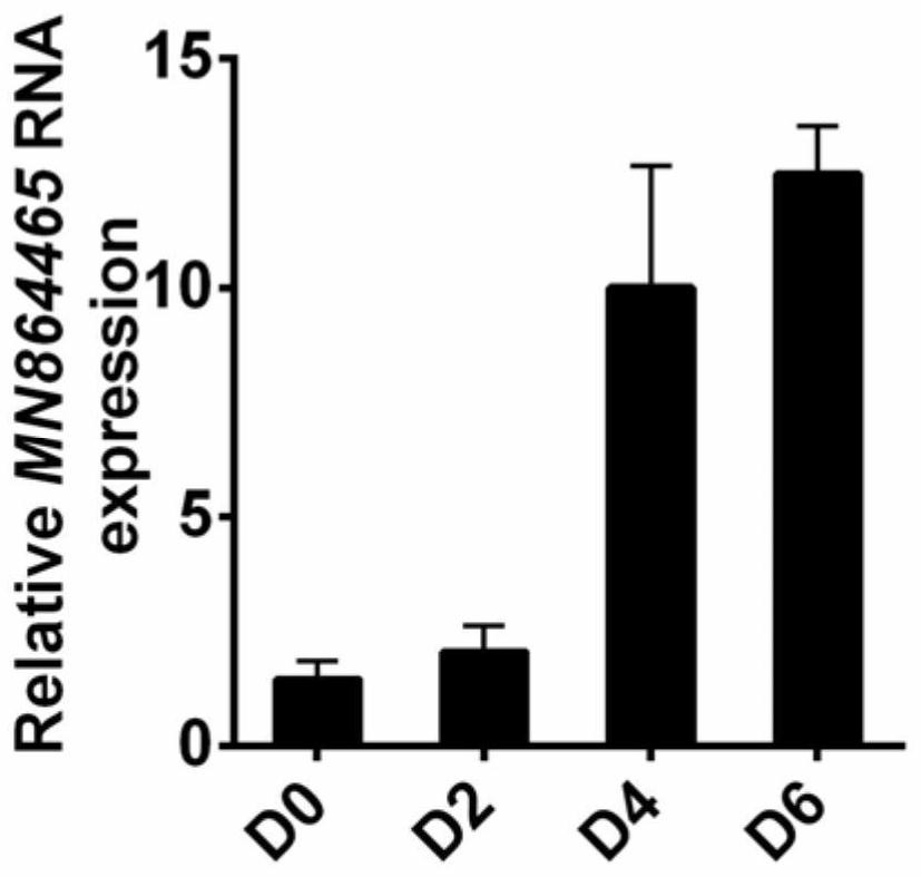 A method for improving pig muscle mass