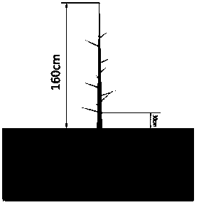 Special tree shape thin cylinder-shaped culturing method for peach trees, apricot trees and plum trees of facilities