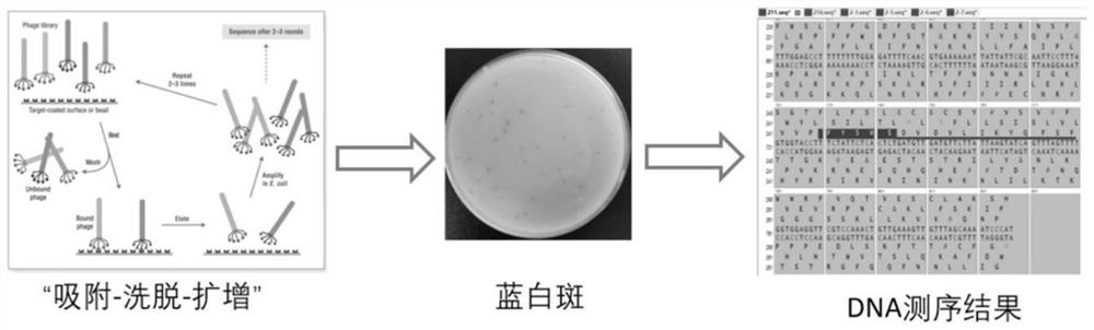 Affinity peptide M1 of novel corona virus main protease and application thereof