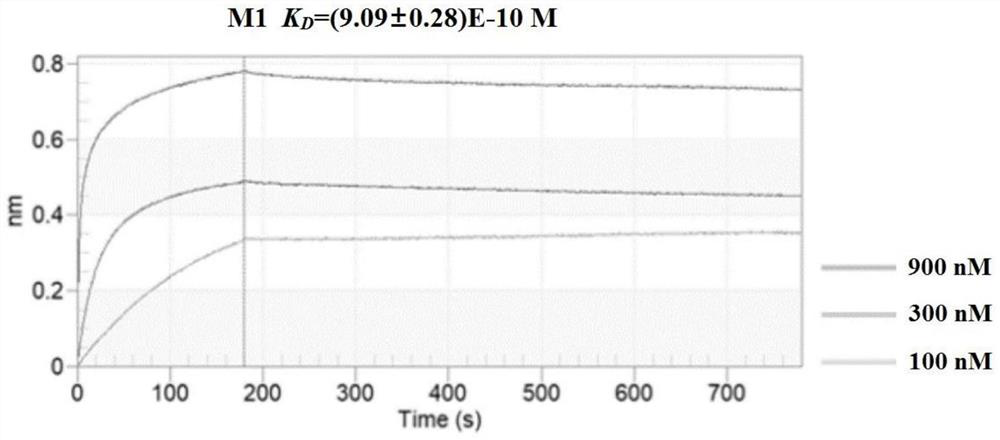 Affinity peptide M1 of novel corona virus main protease and application thereof