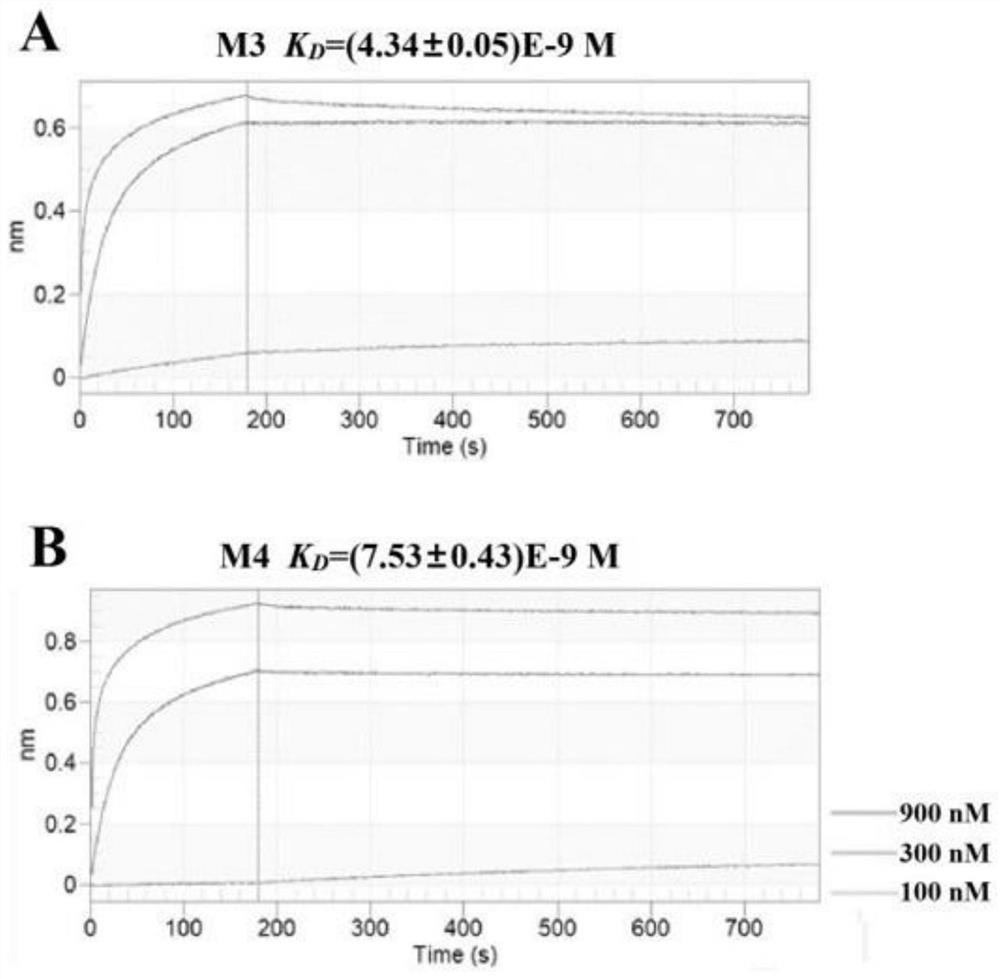 Affinity peptide M1 of novel corona virus main protease and application thereof